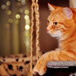 Chat roux sur arbre à chat