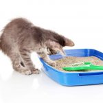 Chaton avec litière minérale