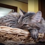 Chat dans panier osier