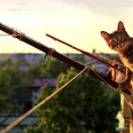 Chat sur le Balcon
