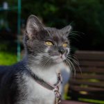 Chaton en promenade en laisse dans un parc