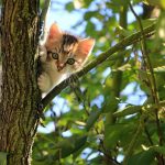 Chaton qui s’exerce dans un arbre