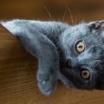 Chat de race Charteux