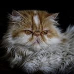 Chat de race Persan
