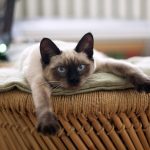 Chat de race Siamois couché