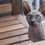 Chat de race Sphynx