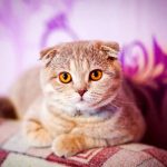 Chat de Race Scottish Fold