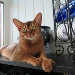 Chat de race Abyssin