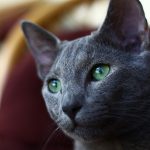 Chat de race Bleu Russe