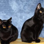 Deux chat de race Bombay