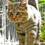 American Bobtail