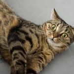 Chat complètement surpris