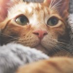 Chat câlin qui roucoule