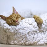 Chat dort dans un panier