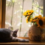 Chat attend devant la fenêtre