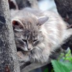 Chat paraissant faible et malade