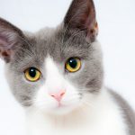 Chat triste pas en pleine forme