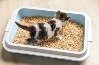 Chaton noir et blanc dans une litière