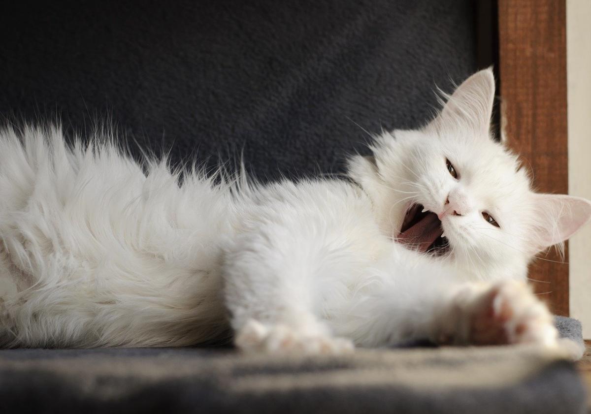 Chat de race Angora Turc