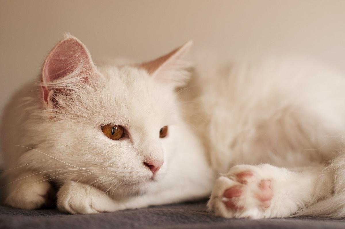 Chat de race Angora Turc