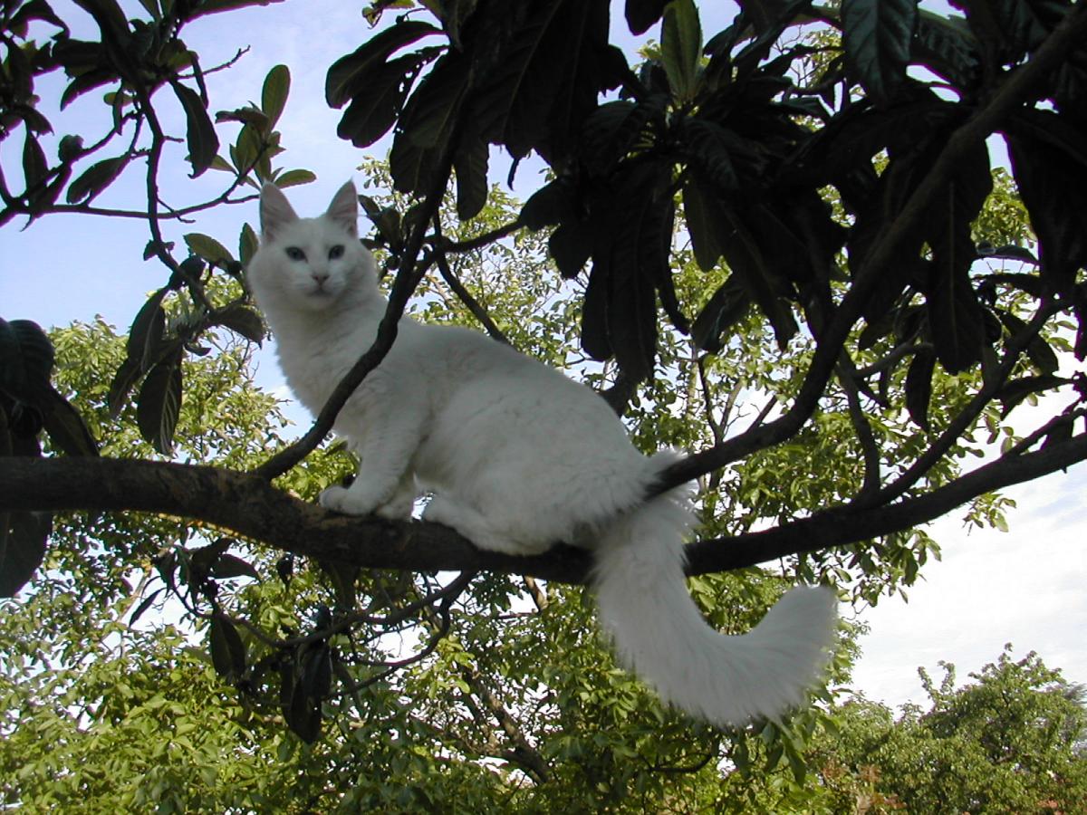 Chat de race Angora Turc