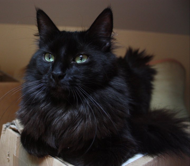 Chat de race Angora Turc