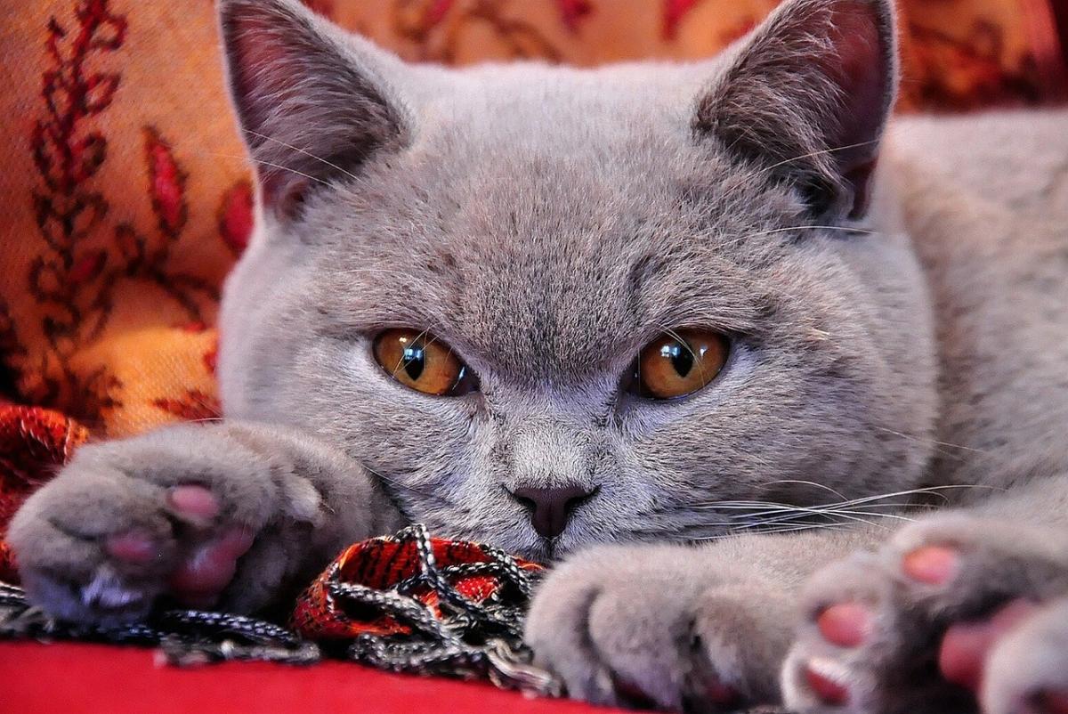 British Shorthair couché sur couverture rouge