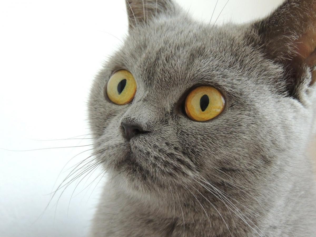 Tête de British Shorthair