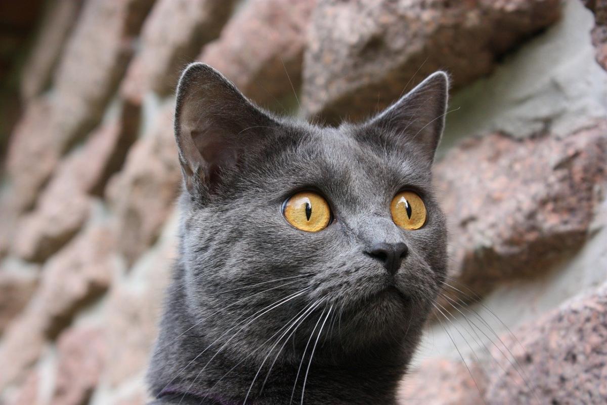 Chat de race Charteux