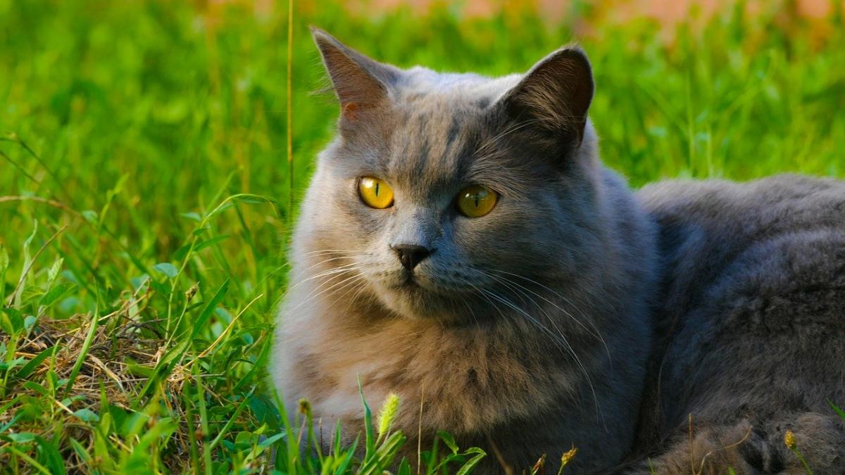 Chat de race Charteux exterieur