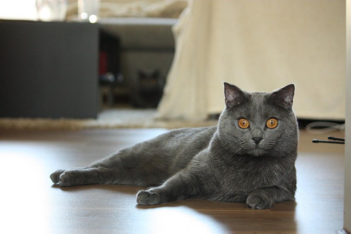 Chat de race Charteux salon