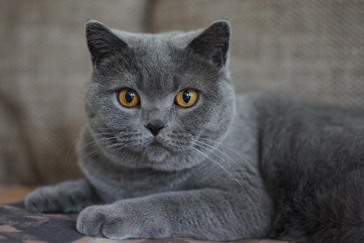 Chat de race Charteux