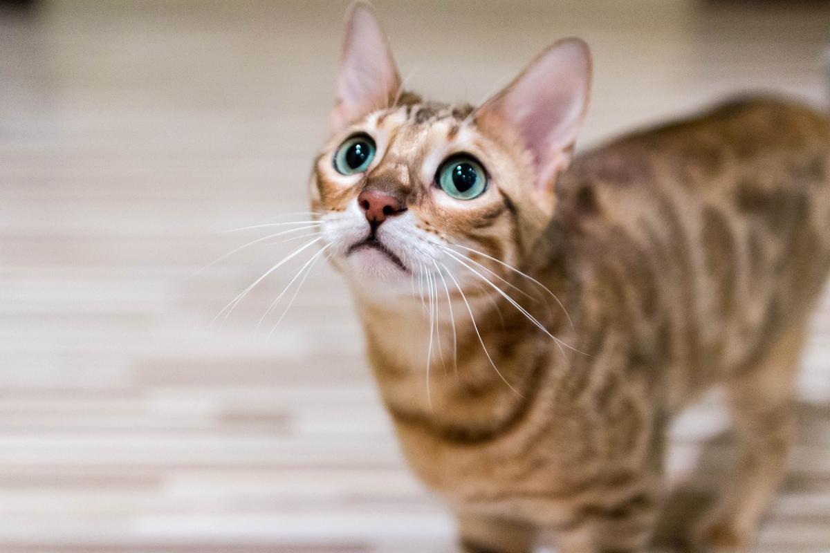Chat Bengal attend