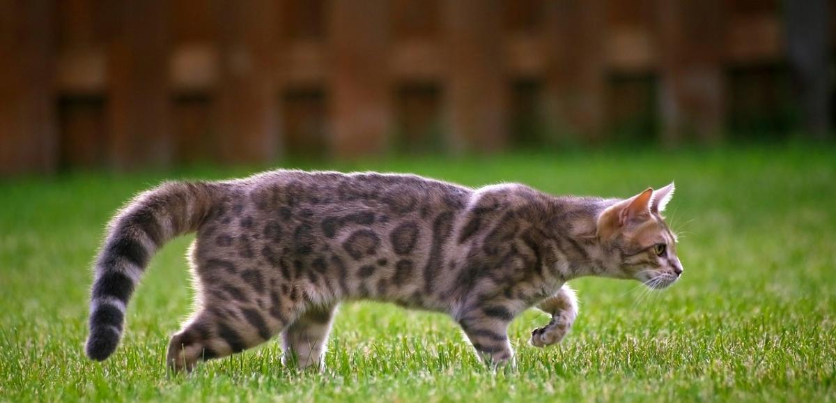 Chat Bengal chasse