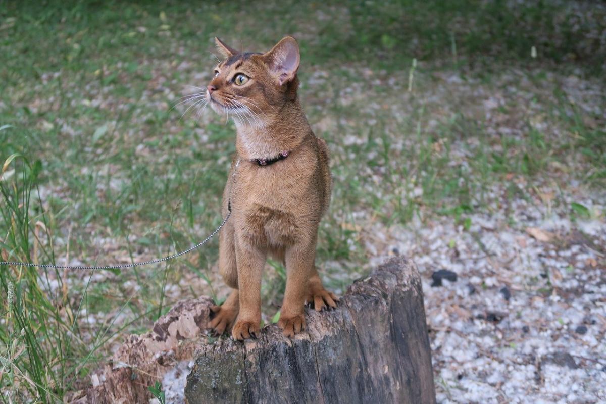 Chat de race Abyssin dehors