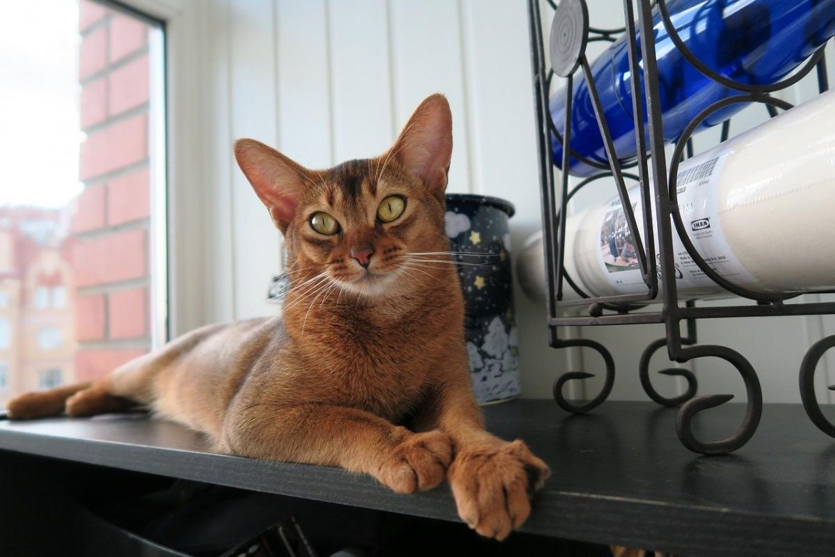 Chat de race Abyssin