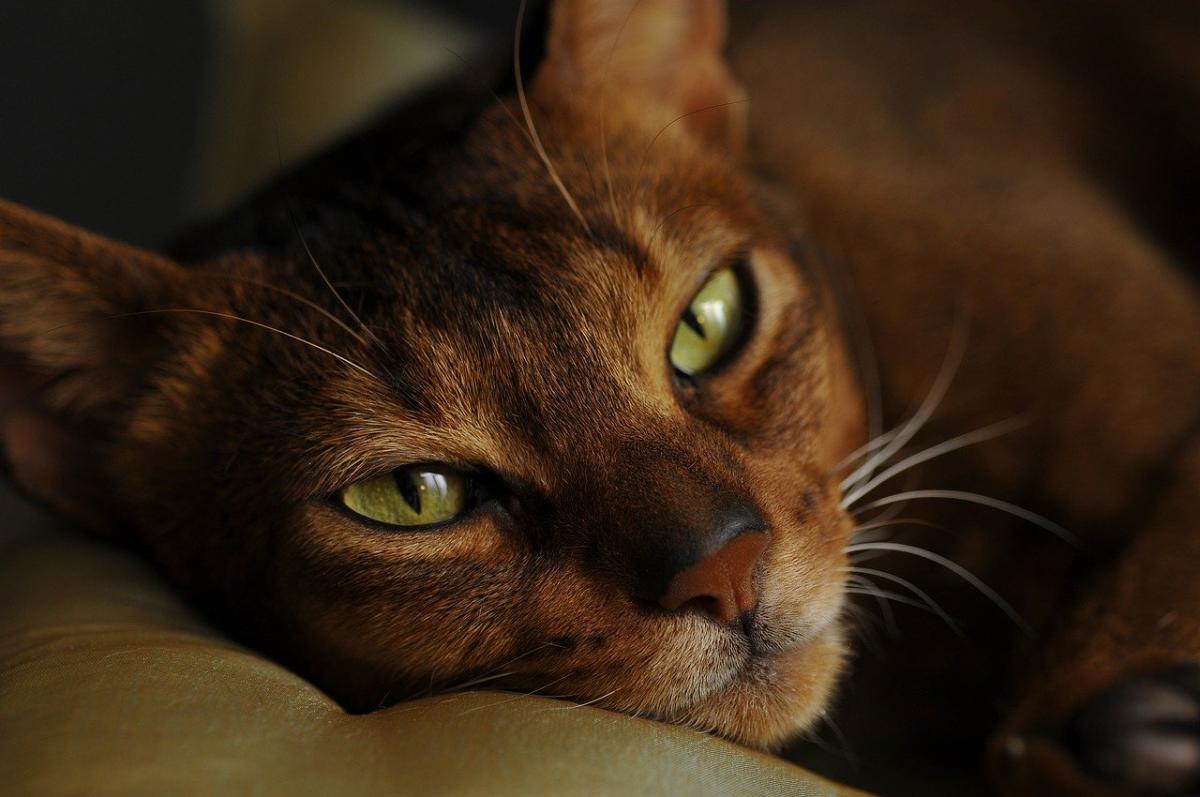 Chat de race Abyssin dort