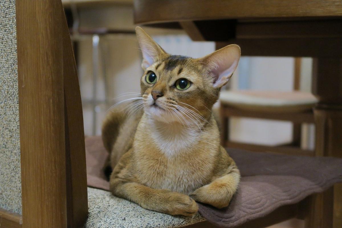 Chat de race Abyssin CHAISE