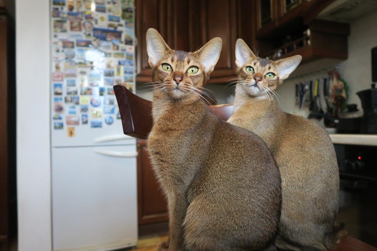 Deux chats de race Abyssin
