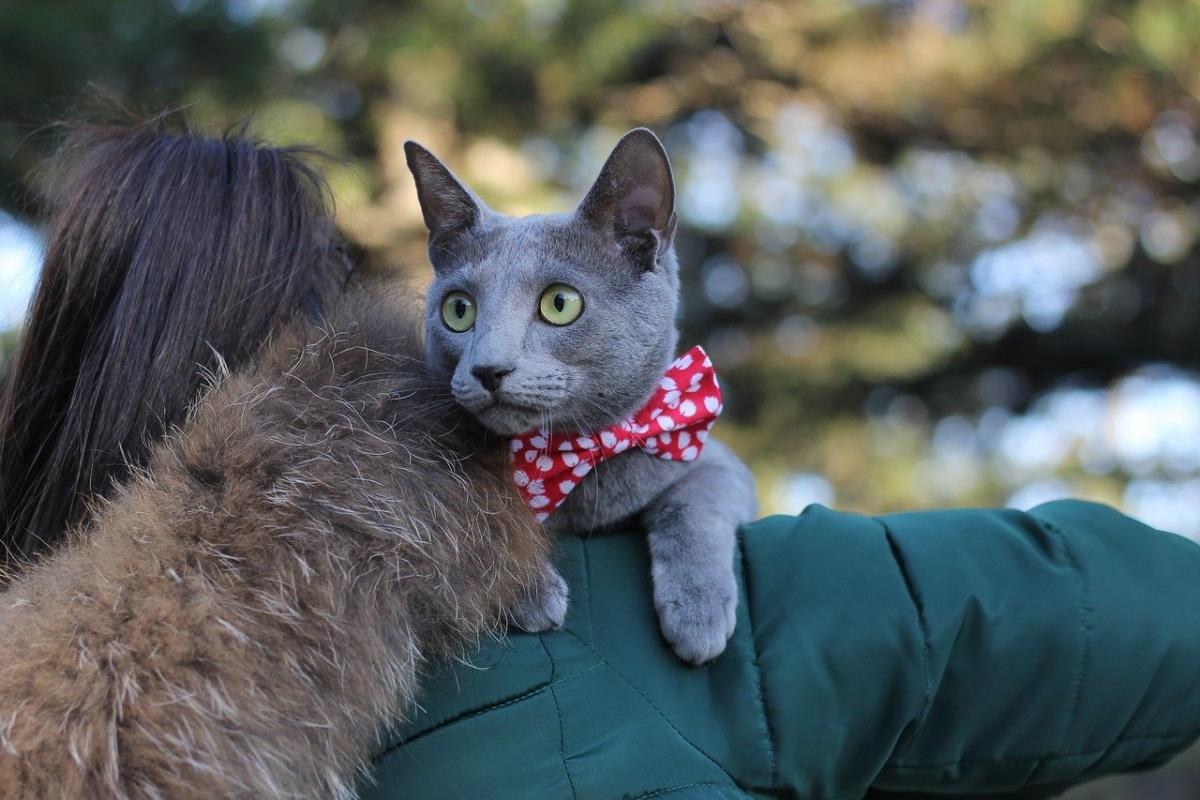 Chat de race Bleu Russe porté
