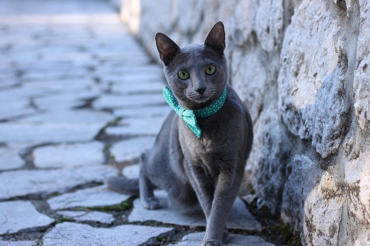 Chat de race Bleu Russe noeud
