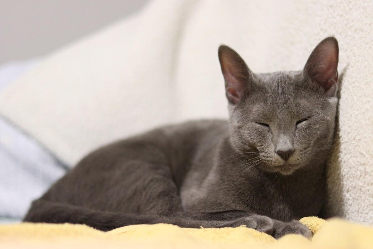 Chat de race Bleu Russe dort