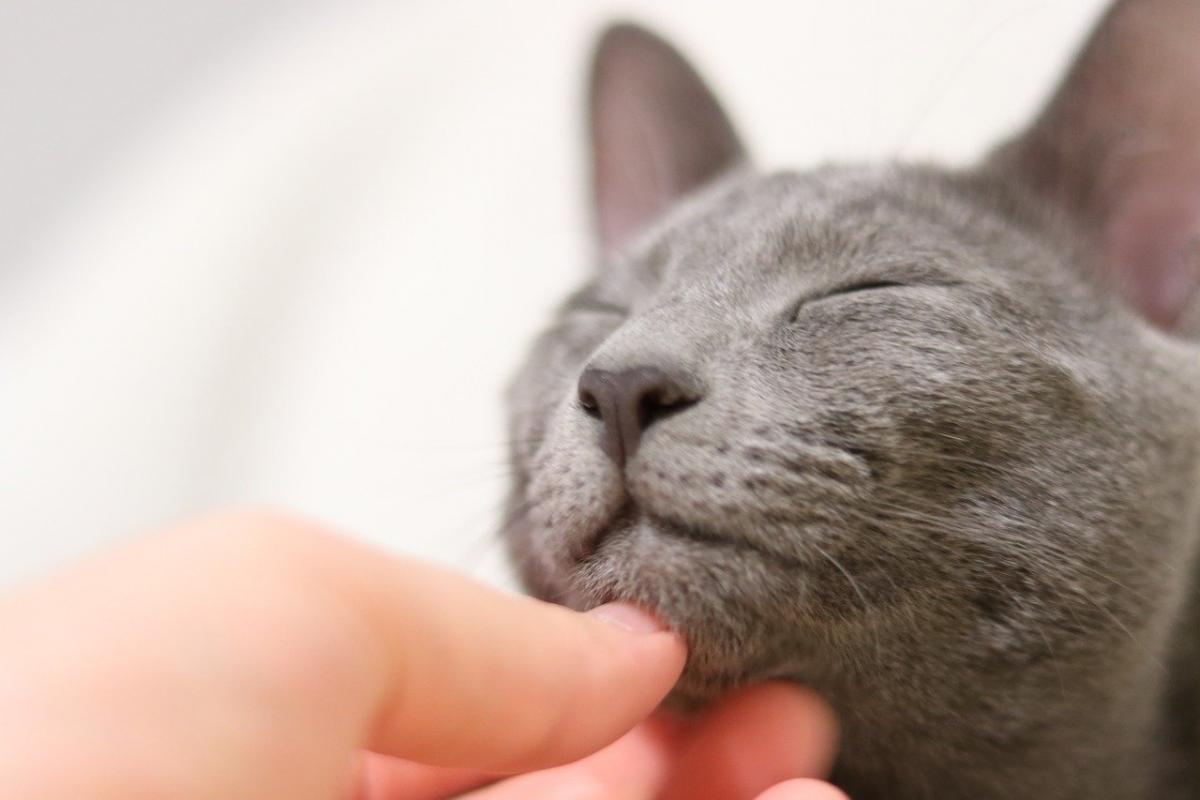 Chat de race Bleu Russe calin