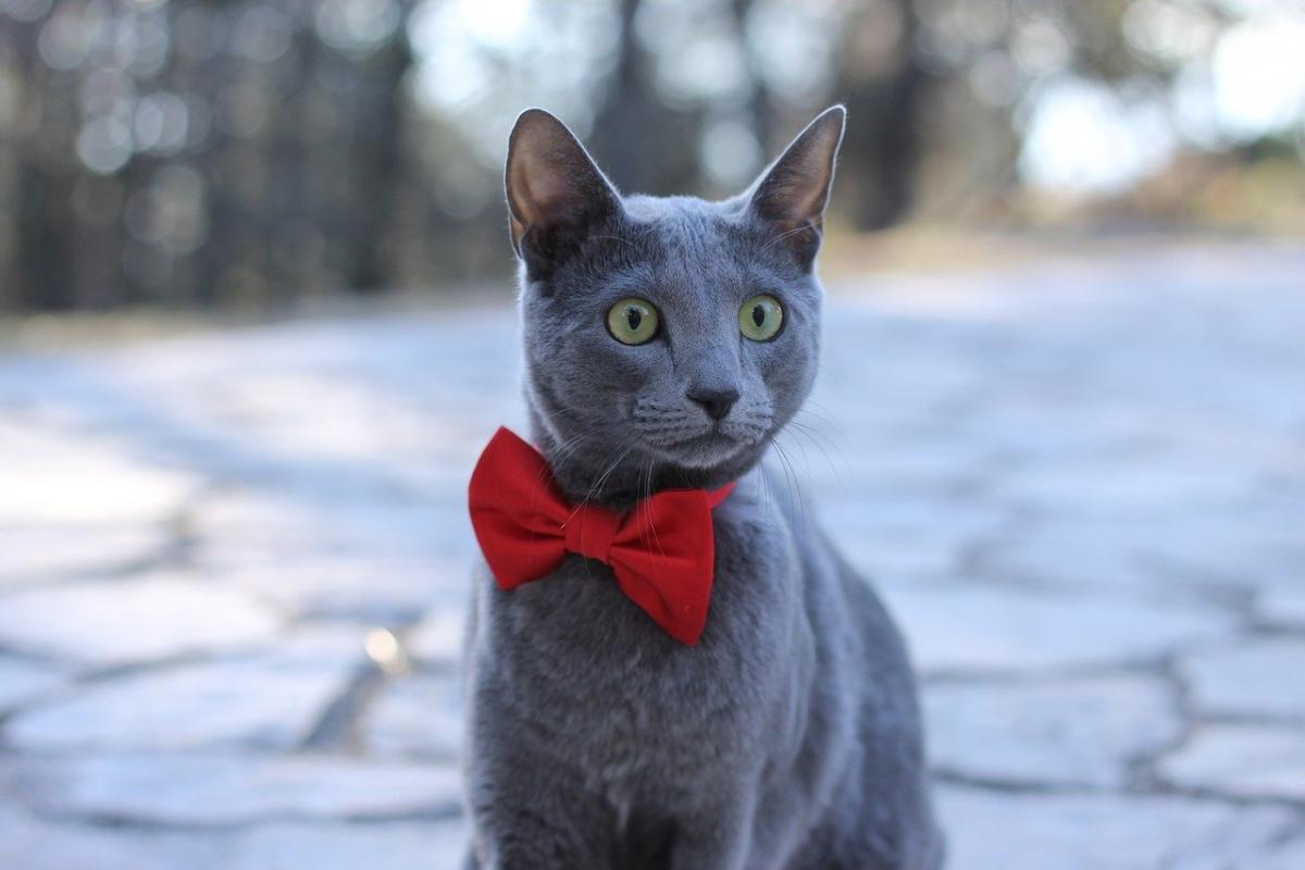 Chat de race Bleu Russe dehors