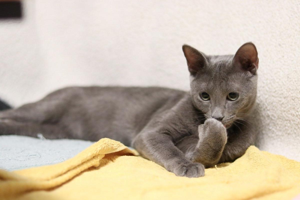 Chat de race Bleu Russe toilette