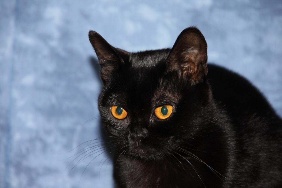 Chat de race Bombay