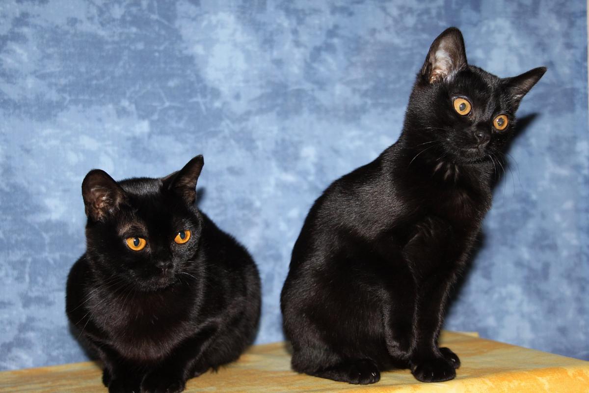 Deux chat de race Bombay