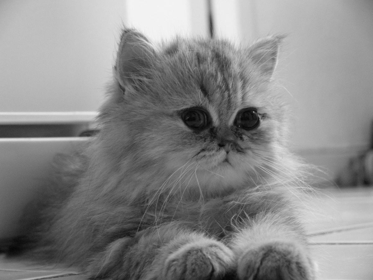 Chaton de race Persan