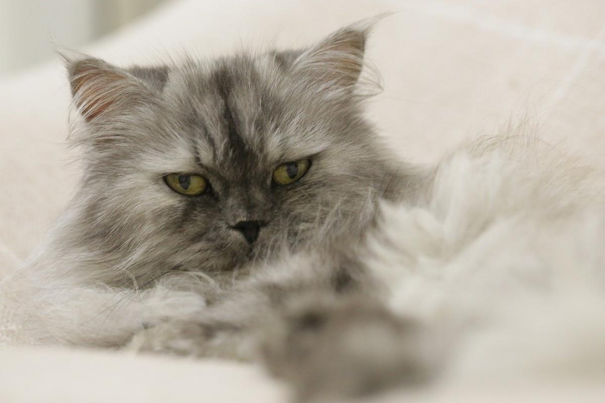Chat de race Persan