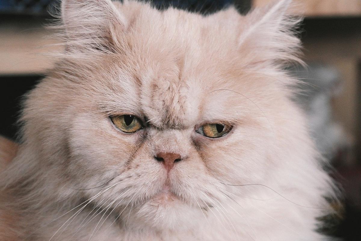 Chat de race Persan